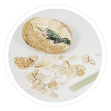 Oeuf de dinosaure